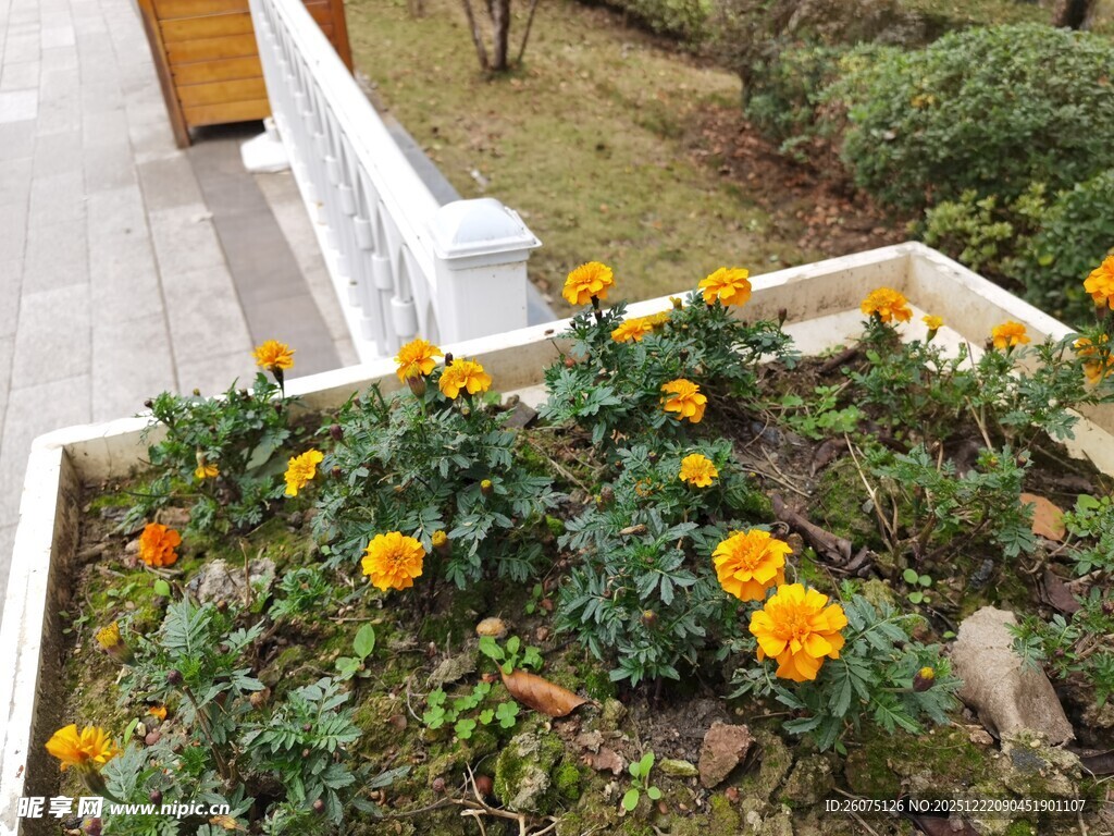 花坛中的黄色小花绽放