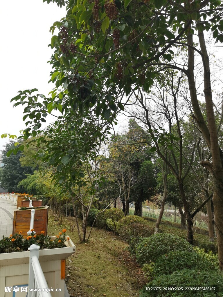 户外林荫小道景观