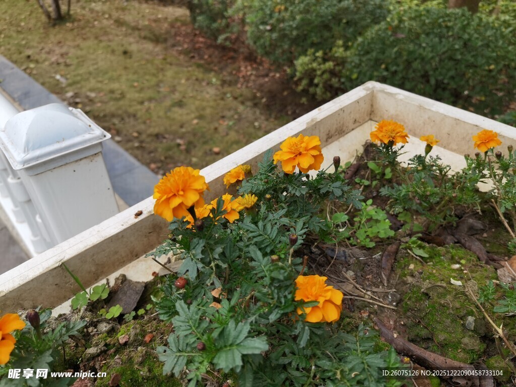 花坛中的鲜艳黄色花朵