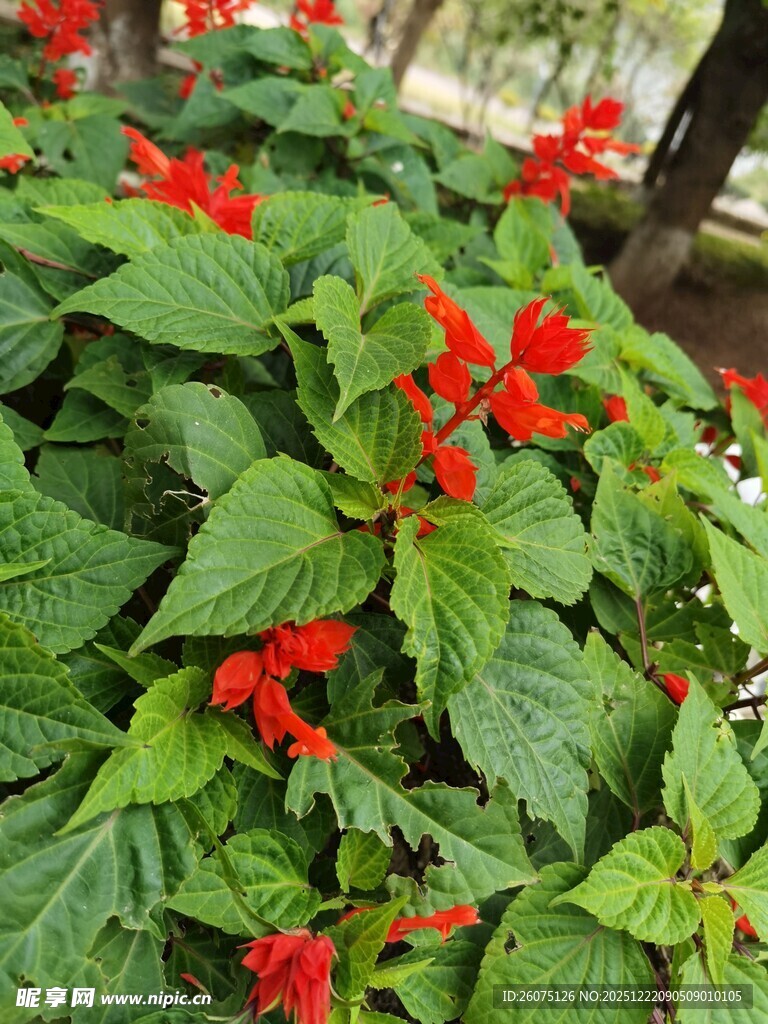 绿叶间的艳红一串红