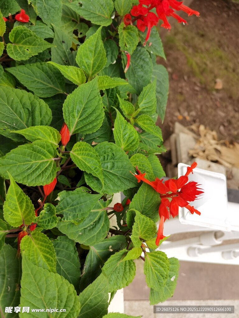 绿叶间的艳红串串花