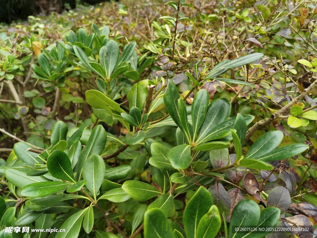 绿叶植物近景特写