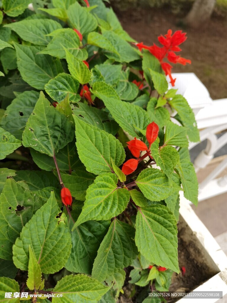 绿叶丛中点点红的花卉