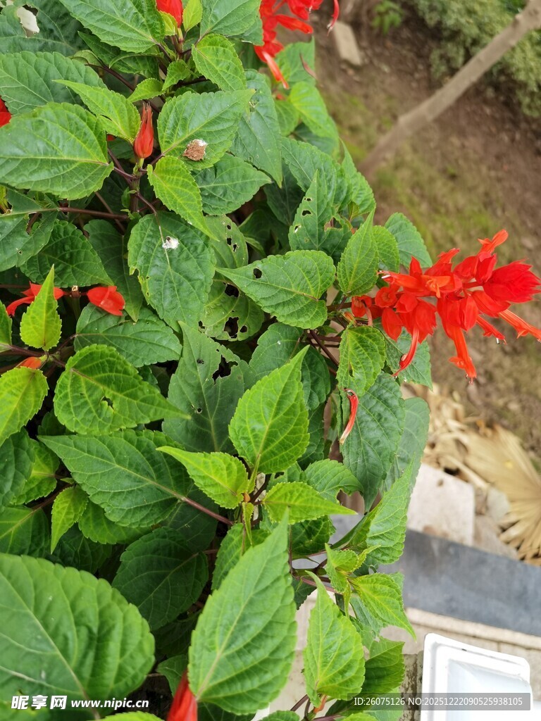 绿叶间的红色小花