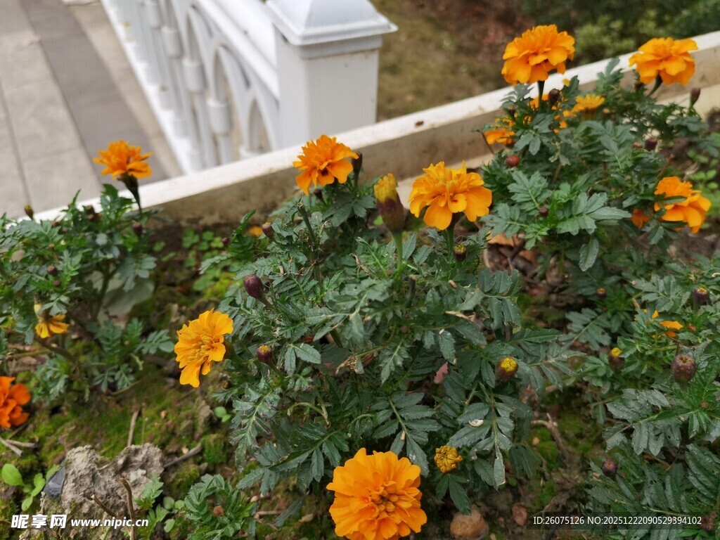 墙边绽放的艳丽橙色花朵