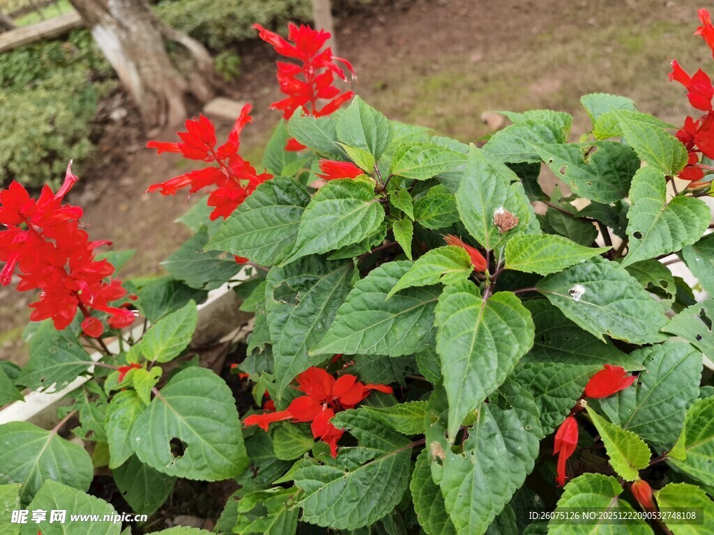 鲜艳一串红绽放绿叶间