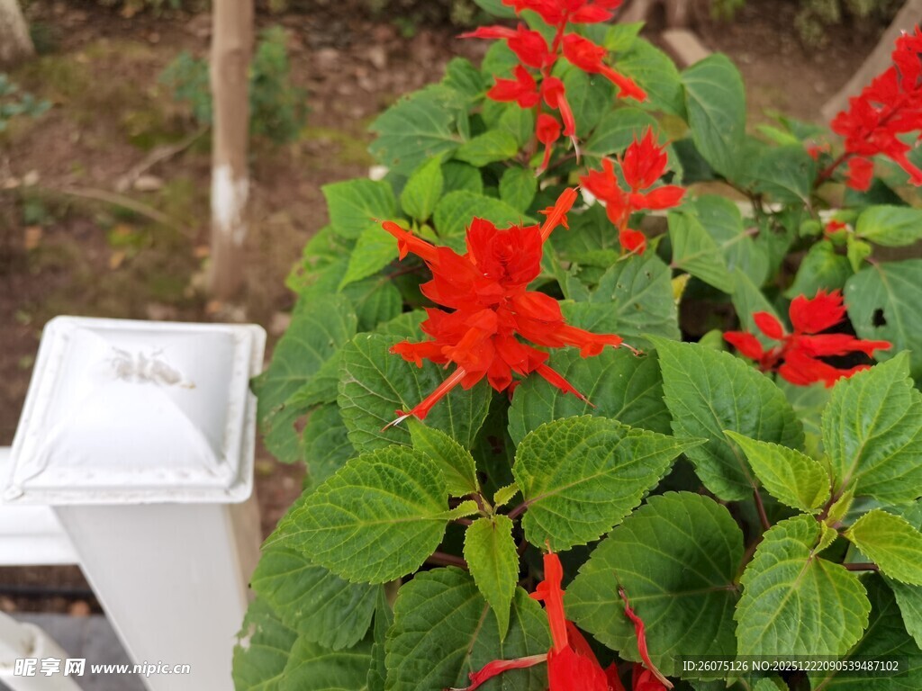 白色设备旁的鲜艳串串红