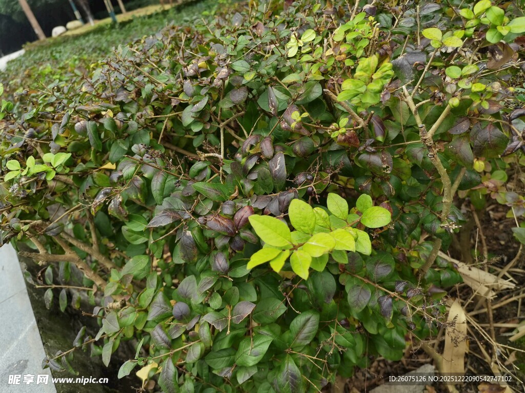 绿叶植物展现自然生机