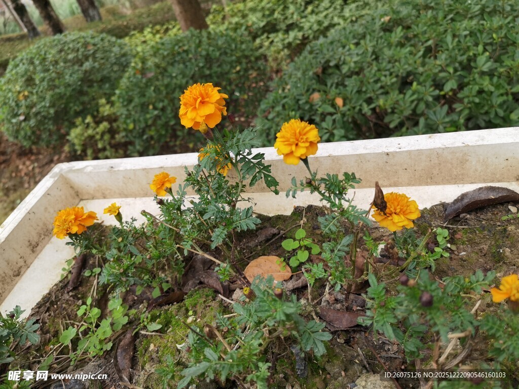 花坛中的鲜艳万寿菊