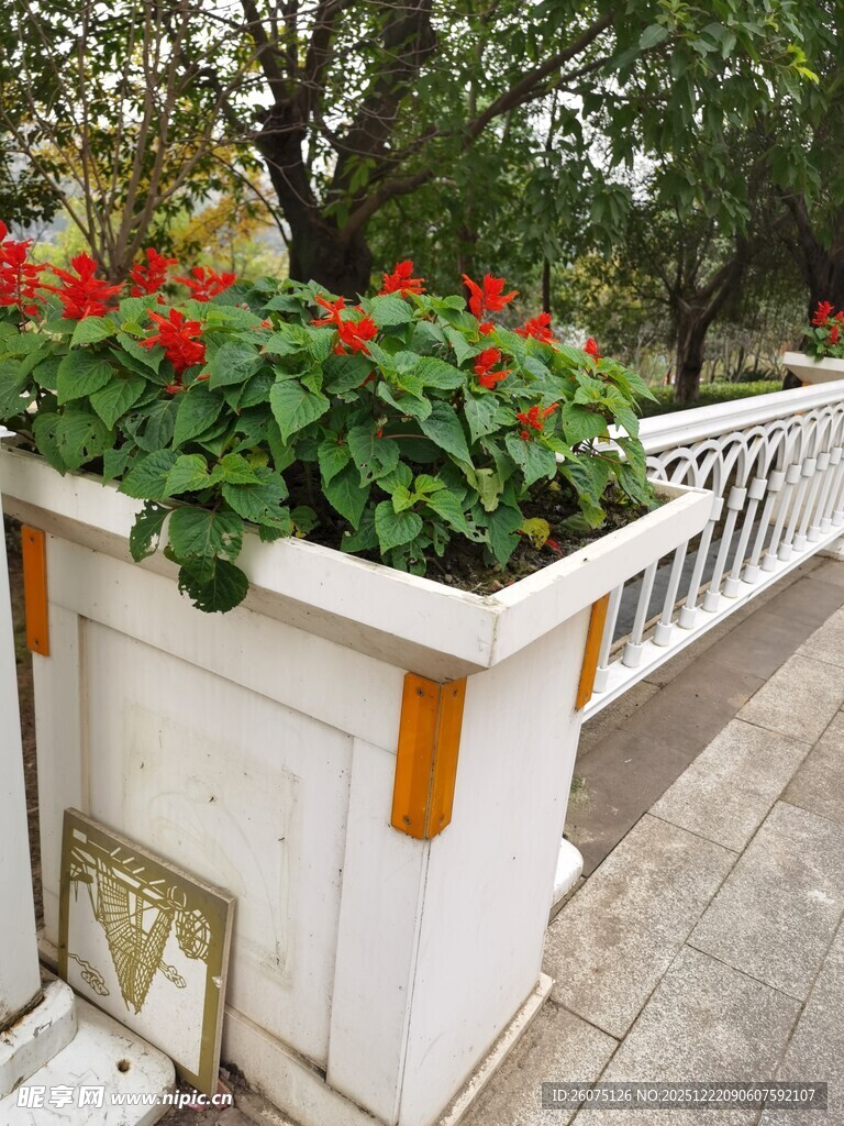 白色花箱中的鲜艳花卉