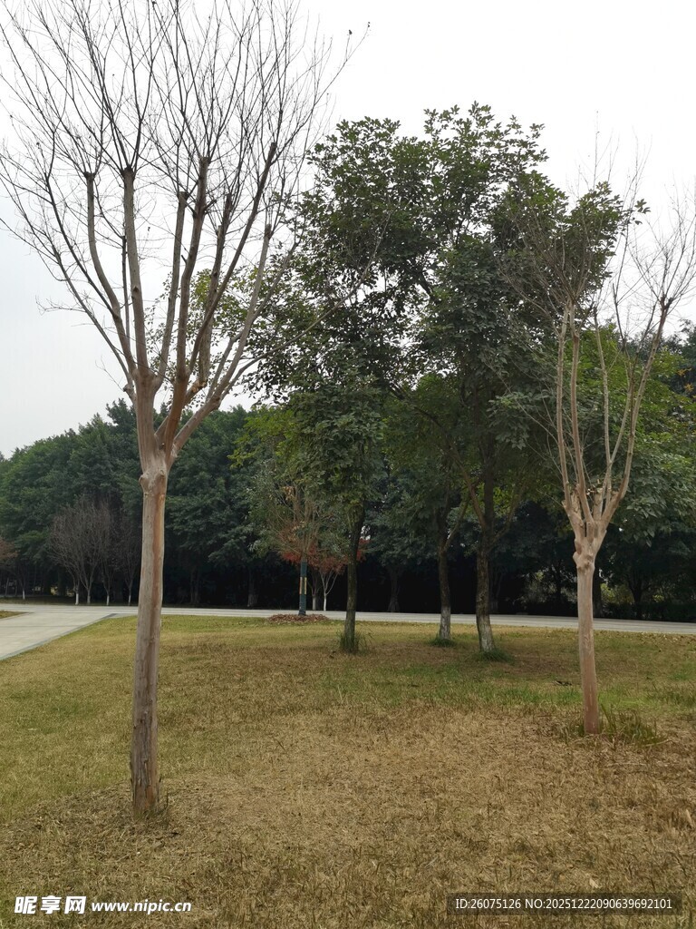 冬日公园树木景观