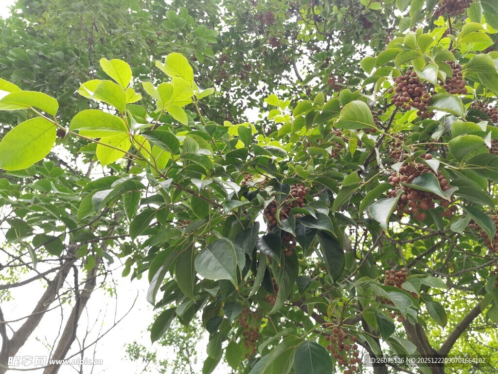 绿叶间的繁茂果实