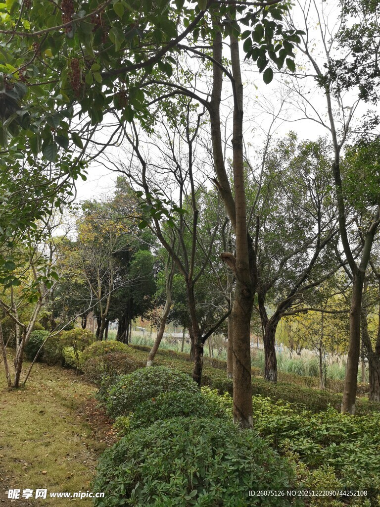 林间小道静谧绿植景观