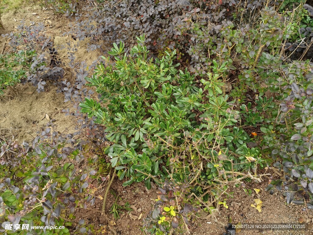 野外绿色植物与黄色小花