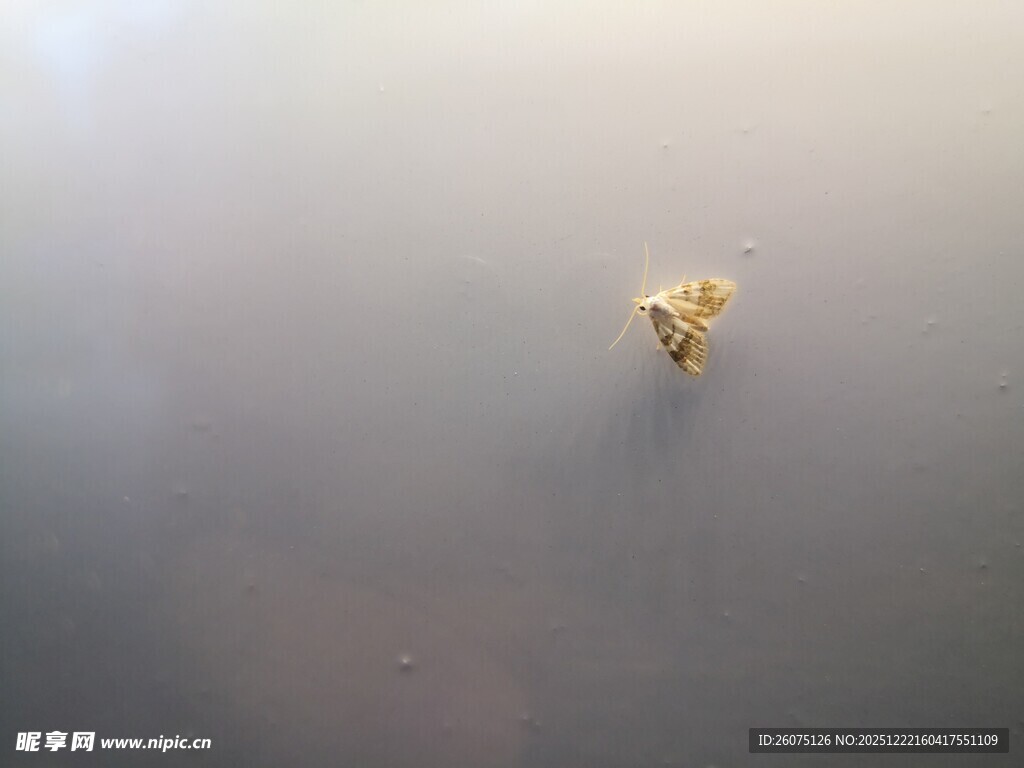 水中漂浮的黄色小飞蛾