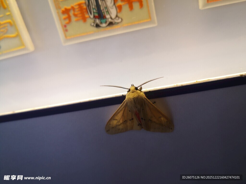 墙上的飞蛾