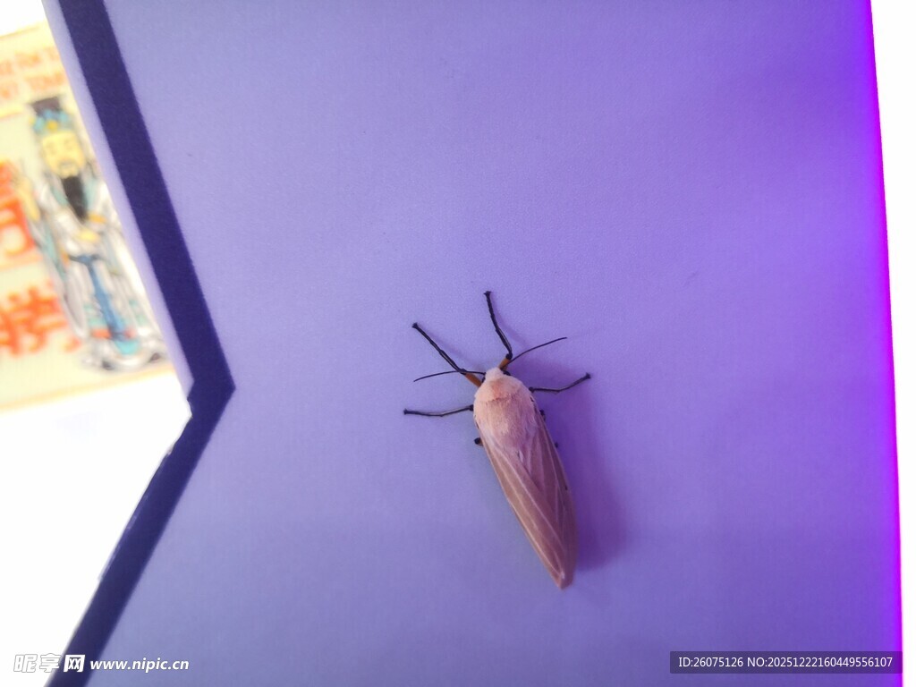 紫色背景上的一只昆虫