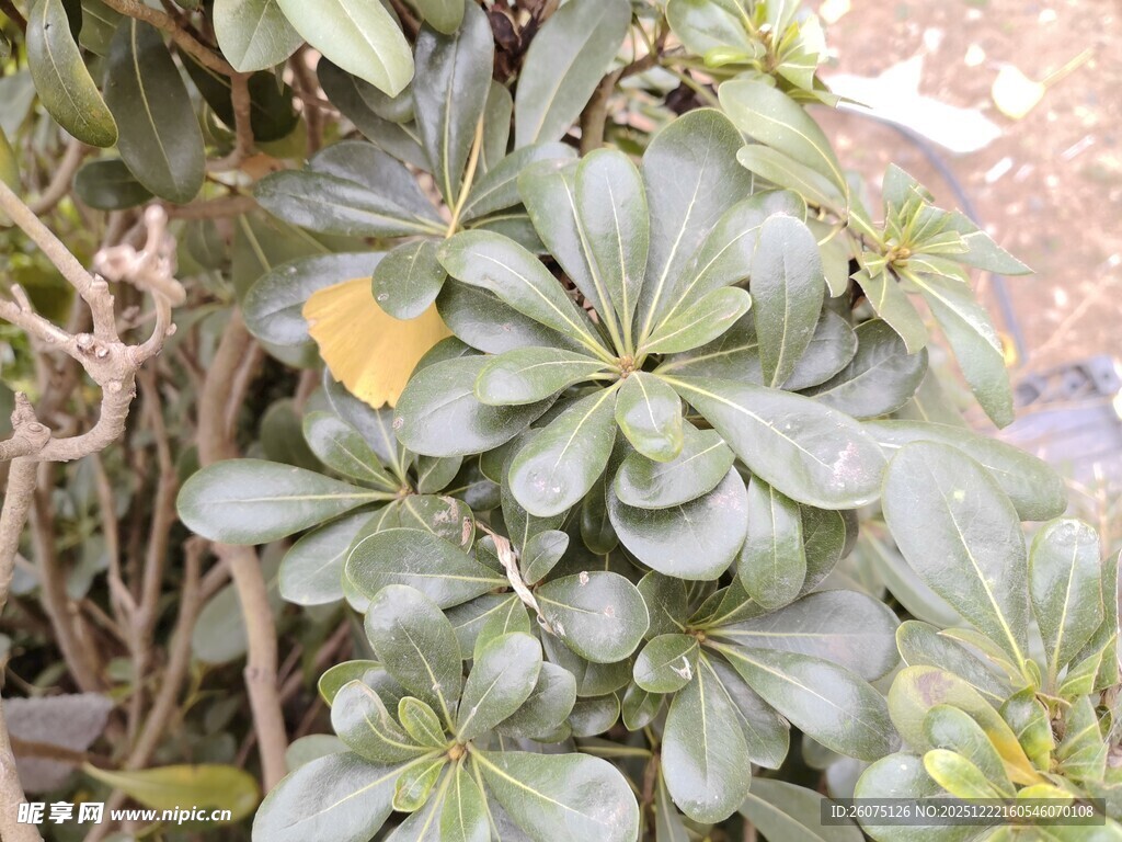 绿叶丛中的黄色叶片