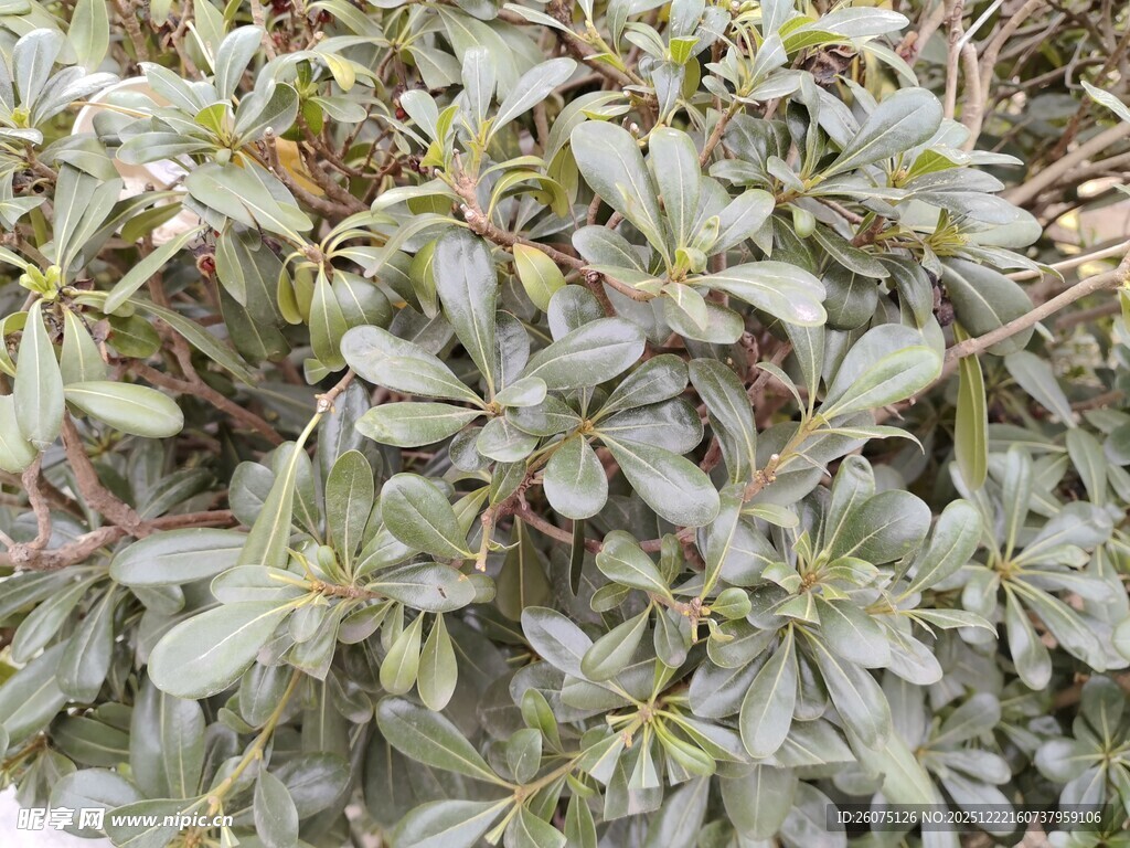 灰绿色叶片植物特写