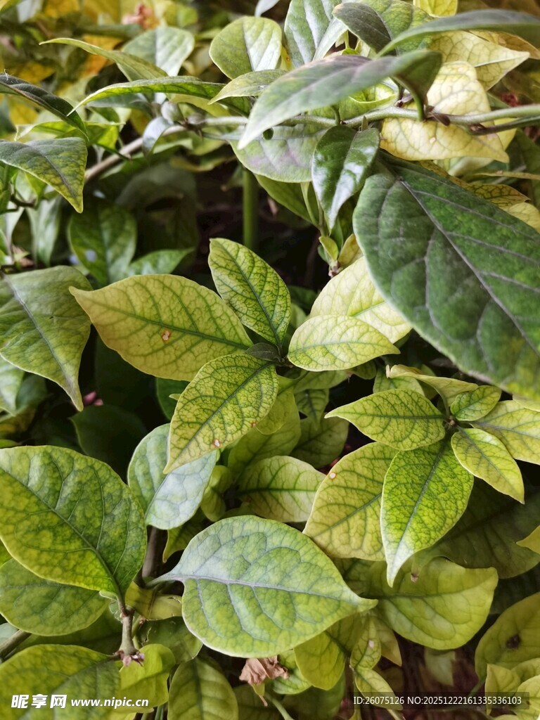 翠绿斑斓的植物叶片