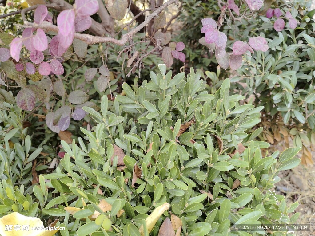 多彩植物花卉景观