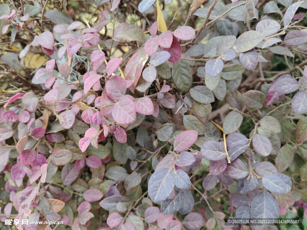 粉色叶片植物特写