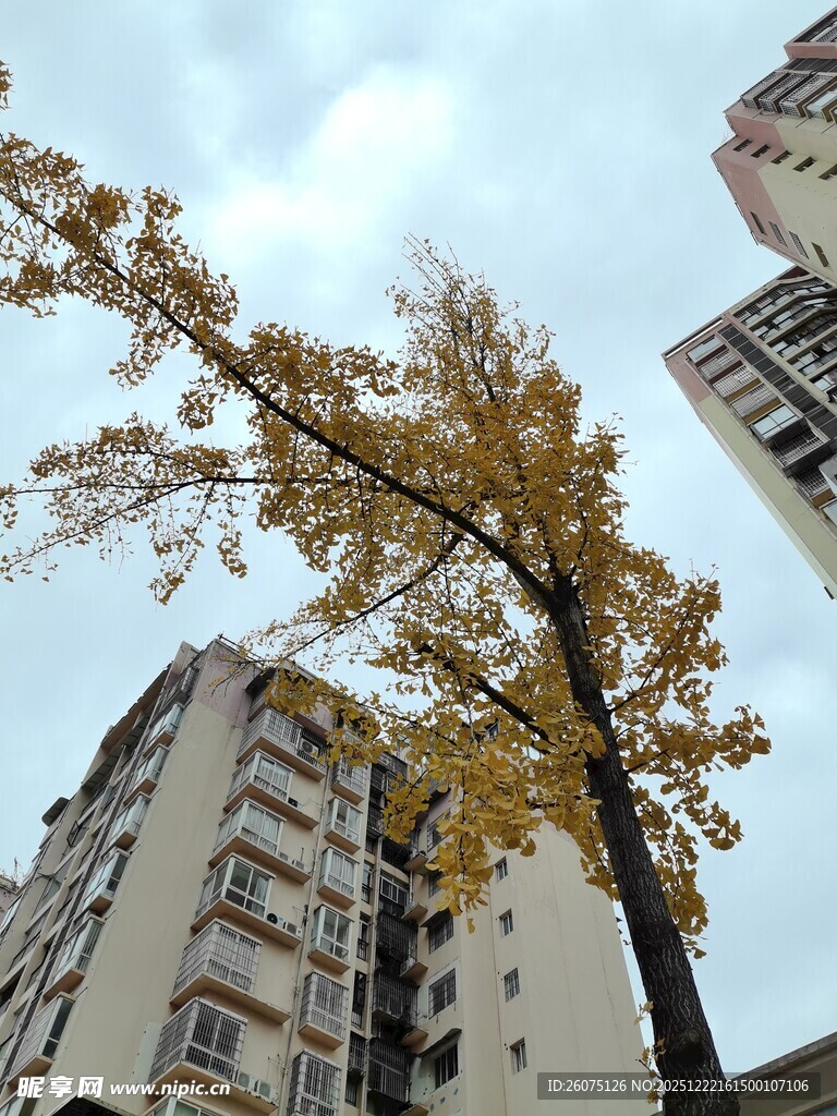 高楼间的金黄银杏树