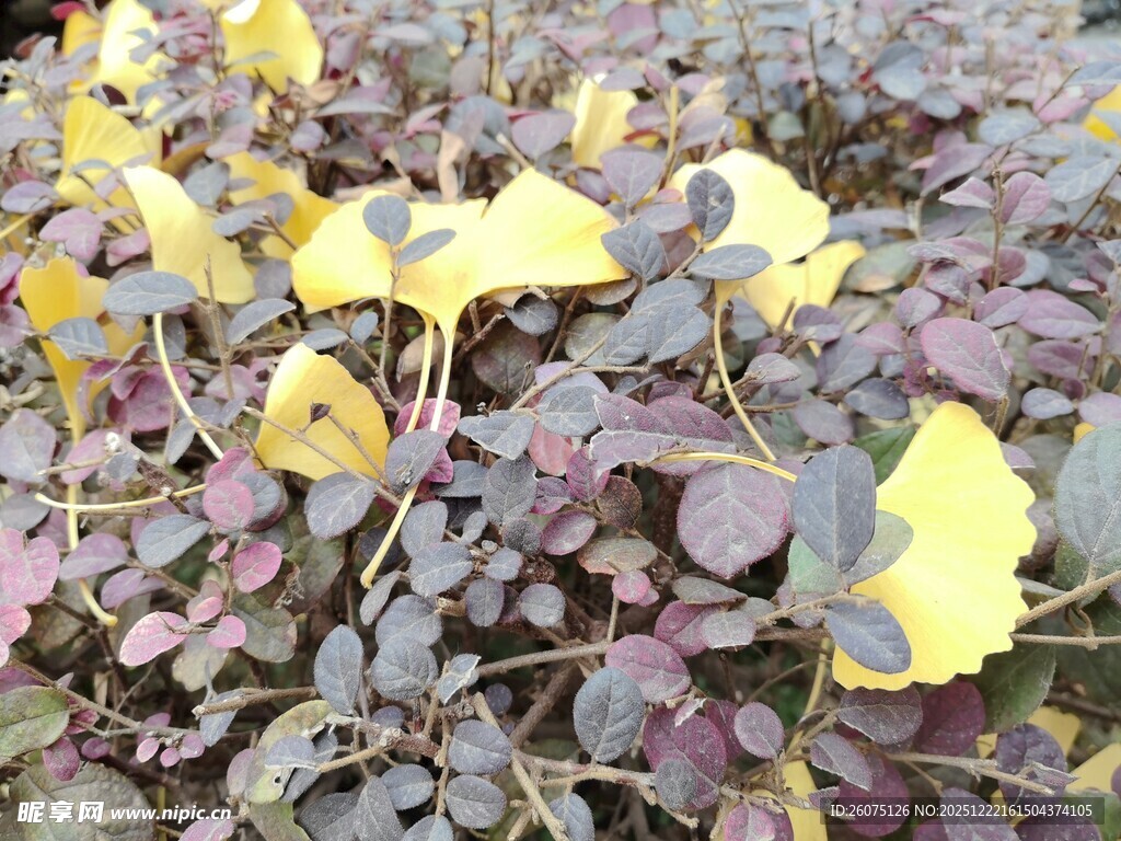 银杏叶与紫叶植物景观