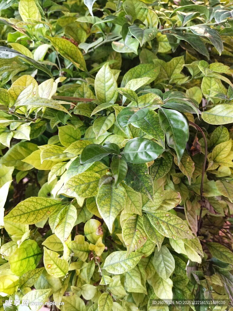 翠绿斑斓的植物叶片