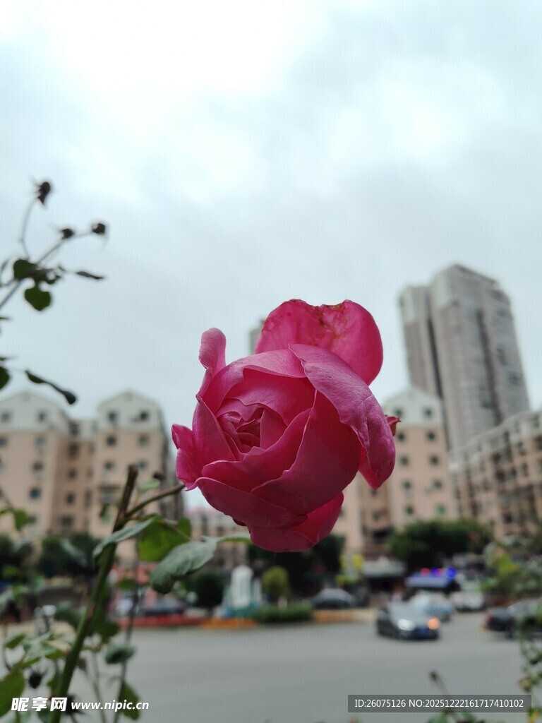 娇艳玫瑰绽于城市背景