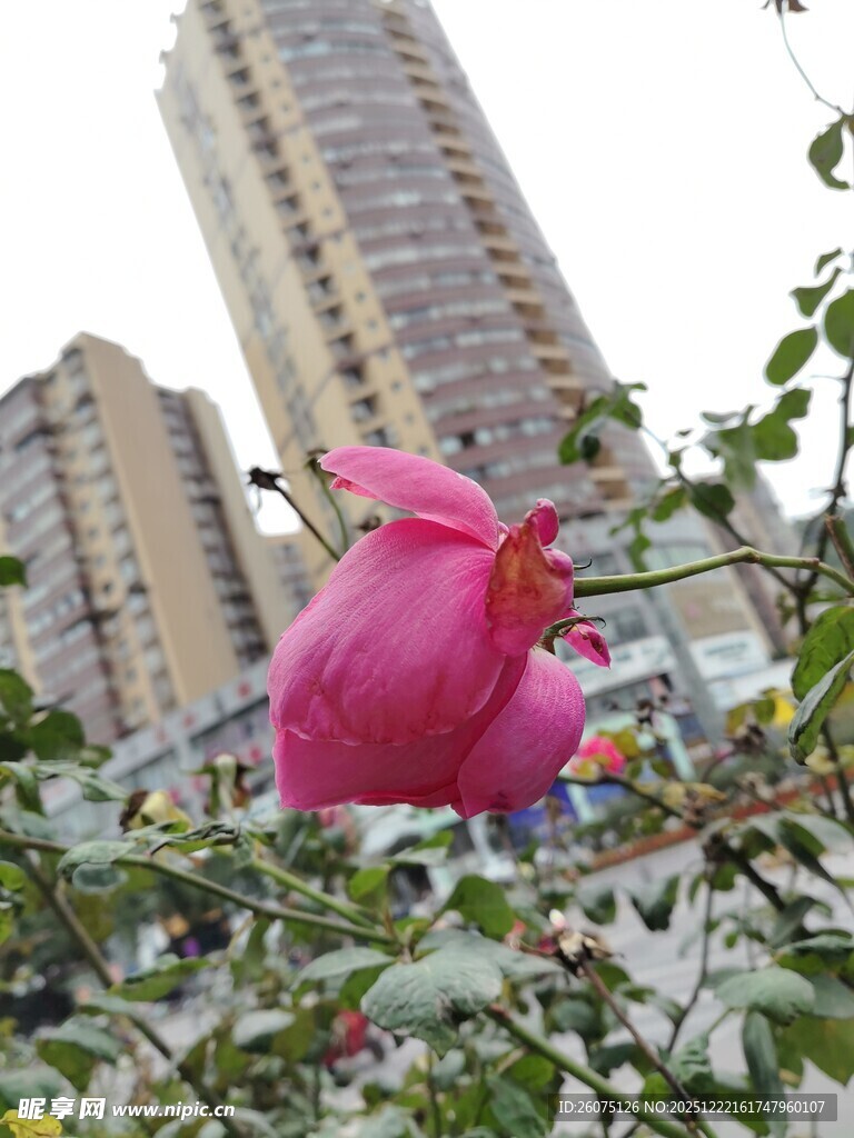 城市中绽放的娇艳粉色花朵