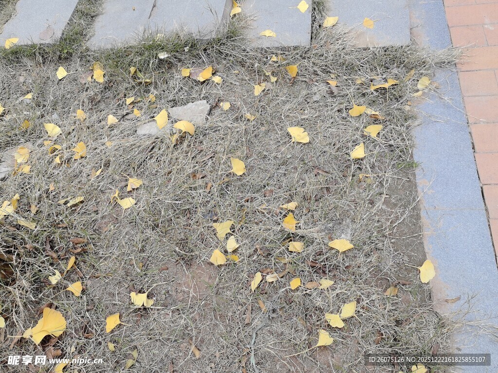 地面散落的银杏黄叶