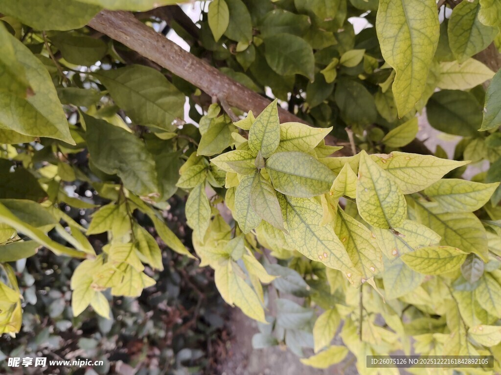 枝头黄绿相间的繁茂树叶