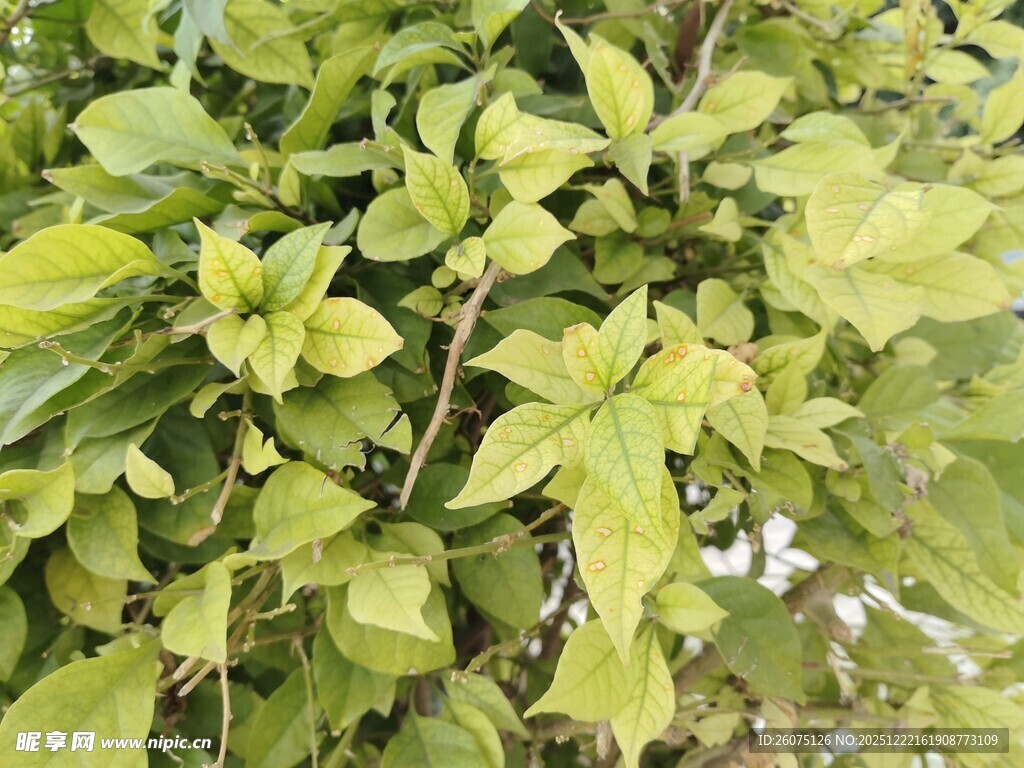 翠绿繁茂的植物叶片