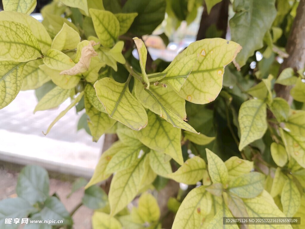 嫩绿叶片植物特写