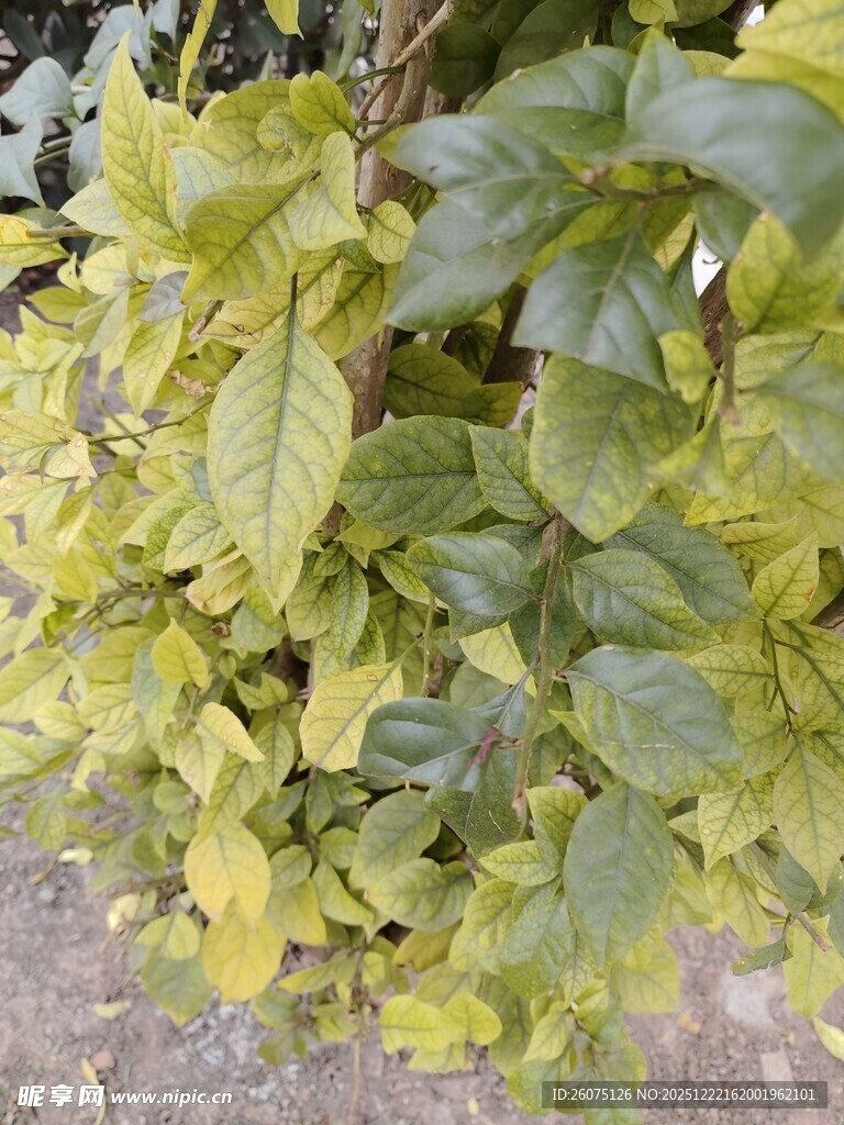 黄绿相间的繁茂植物