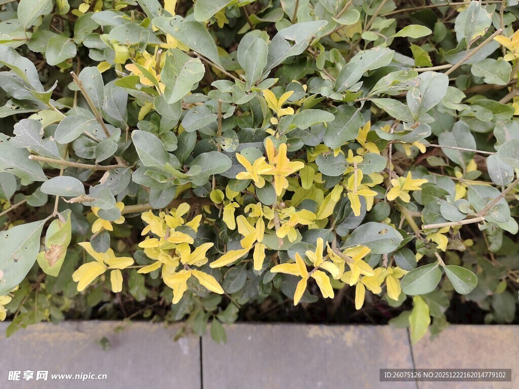 绿叶间的黄色小花绽放