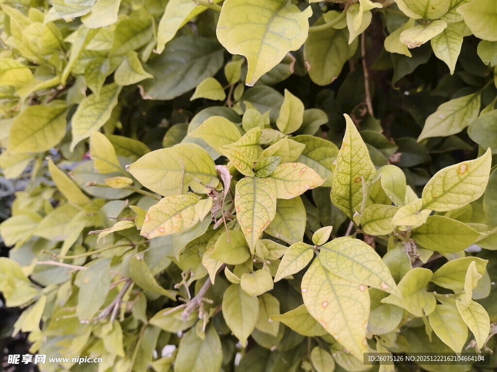 黄绿相间的繁茂植物叶片