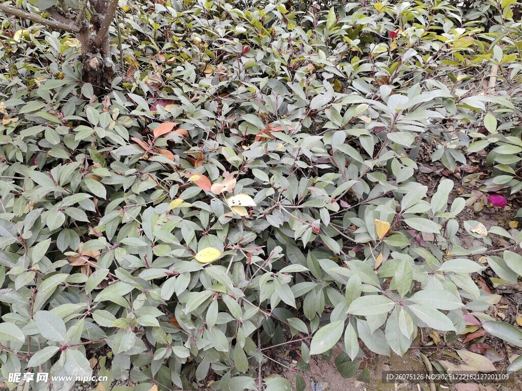 绿叶繁茂的植物景观