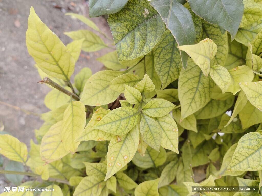 黄绿相间叶片植物特写