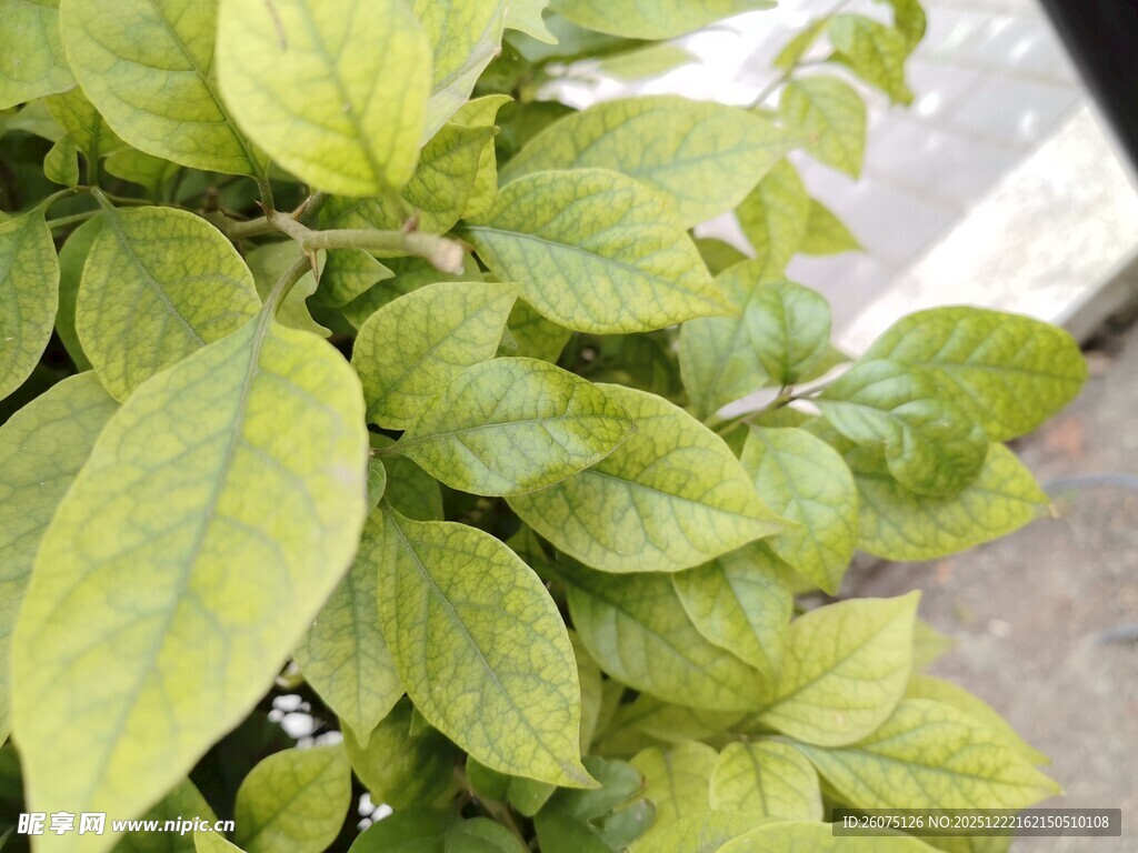 嫩绿叶片植物特写