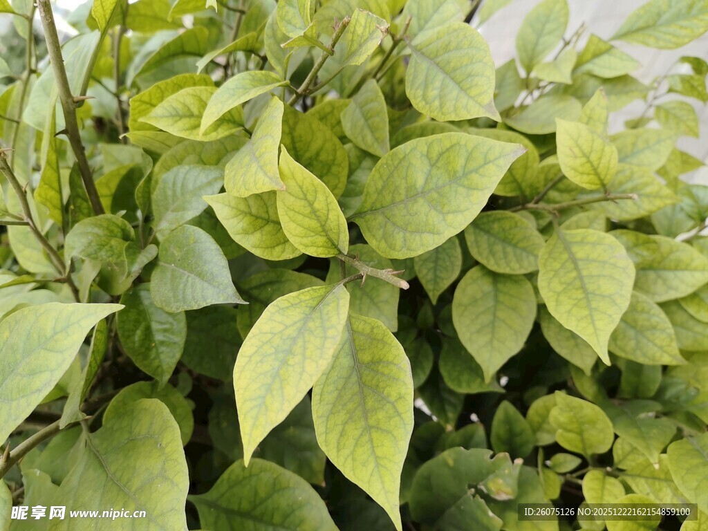 嫩绿叶片植物特写
