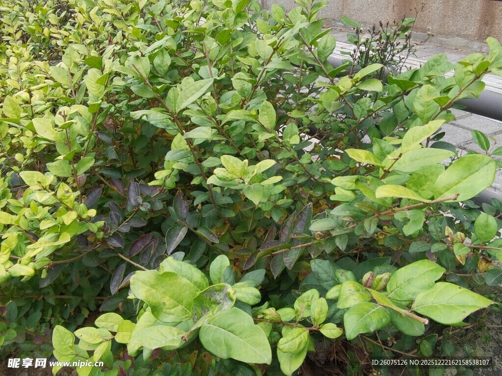 绿叶繁茂的绿色植物