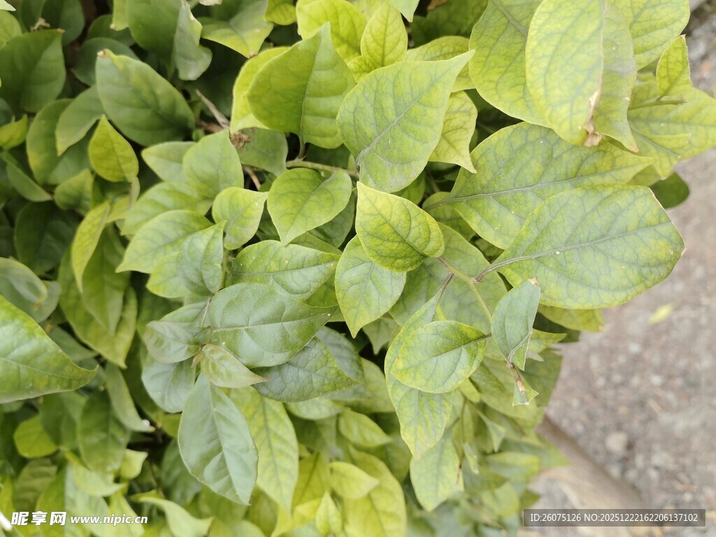 翠绿鲜嫩的绿叶植物