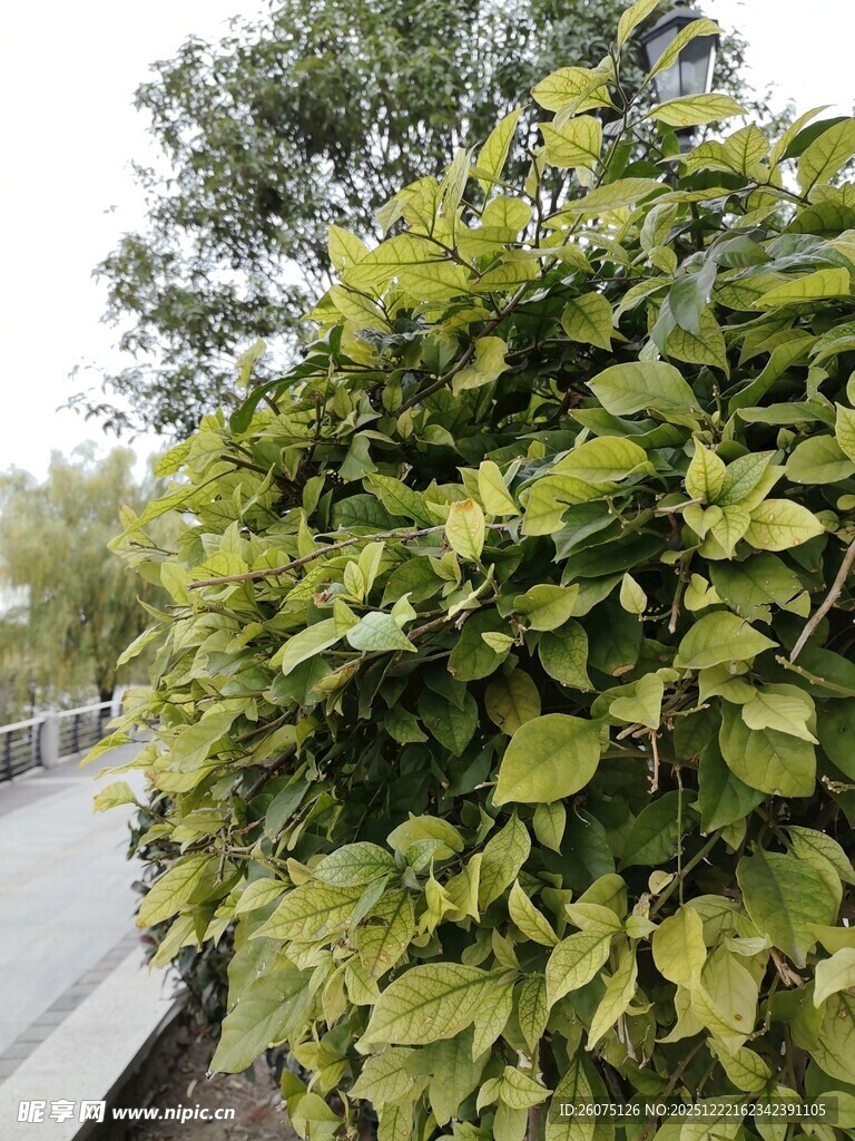 绿叶繁茂的路边植物
