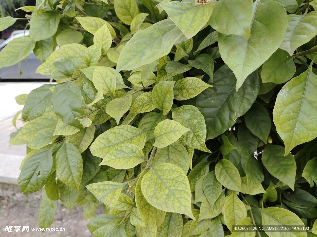 翠绿繁茂的叶片植物