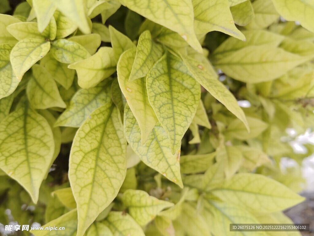 黄绿叶片特写