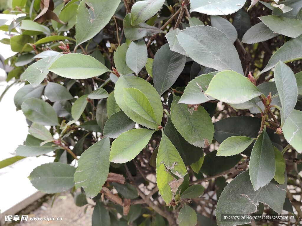 翠绿叶片的植物特写