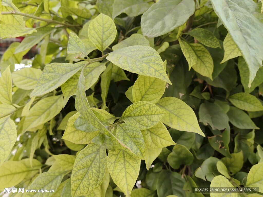 嫩绿叶片植物特写