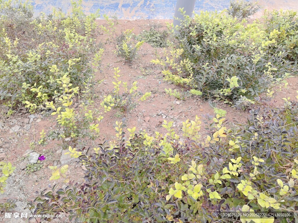 野外黄色小花丛景观